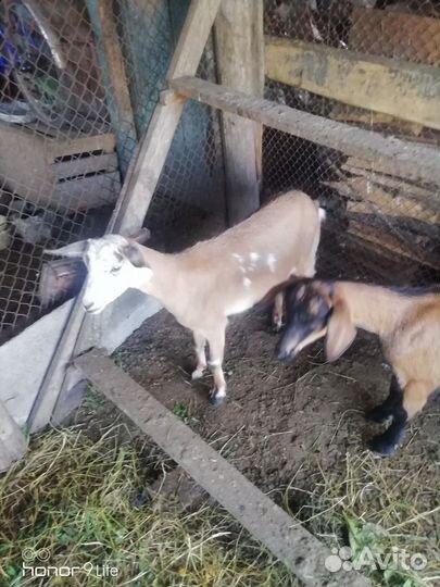 Козочки и козлики