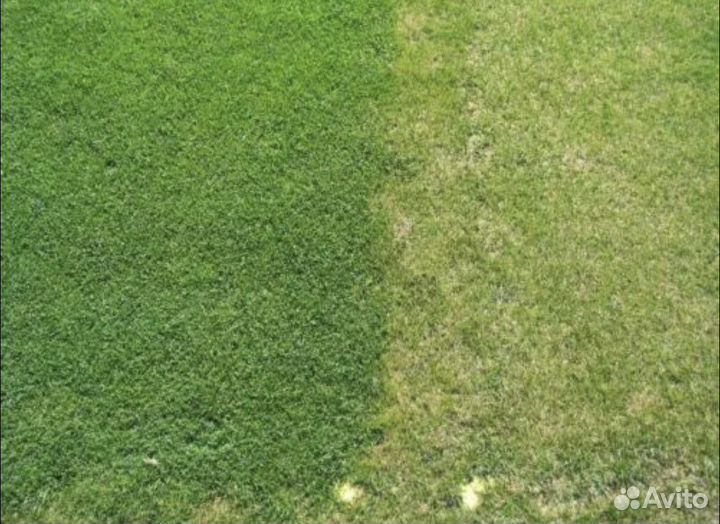 Микро клевер газон для ленивых