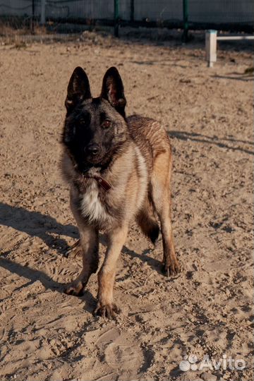 Собака Астра