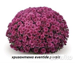 Рассада цветов