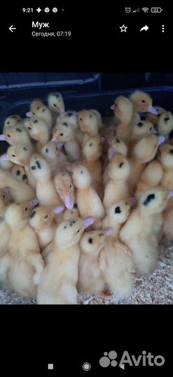Цыплята - бройлер Росс 308 и Кбб 500