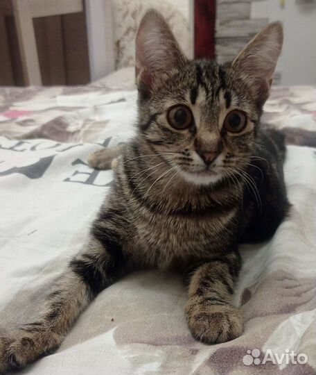 Отдам в добрые руки