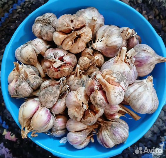 Кабачки, морковь, свёкла и сушеные травы