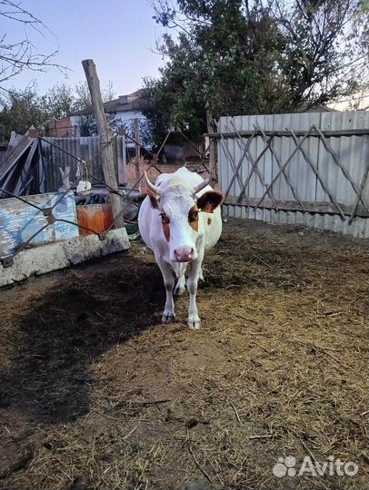 Коровы дойные молочные