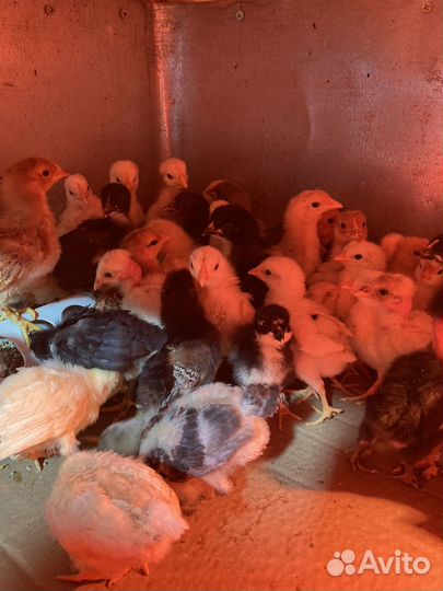 Подрощенные домашние, породистые цыплята