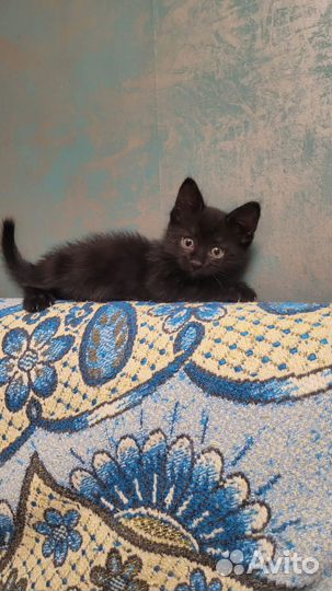Черный котенок в добрые руки