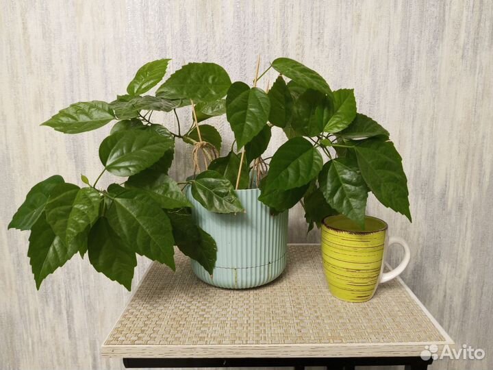 Гибискус китайская роза, 3 в 1 горшке