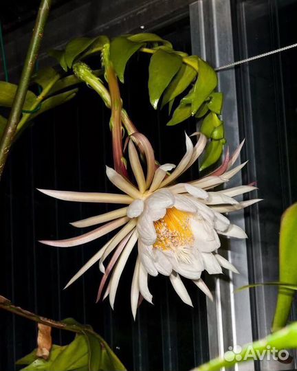 Селеницереус золотистоцветковый