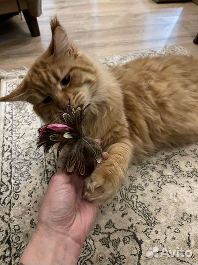 Мейн-кун вязка