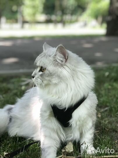 Персидский кот вязка