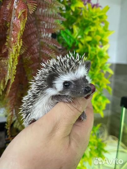 Карликовый африканский ежик