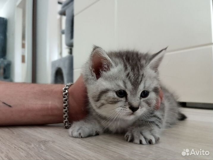 Британские котята