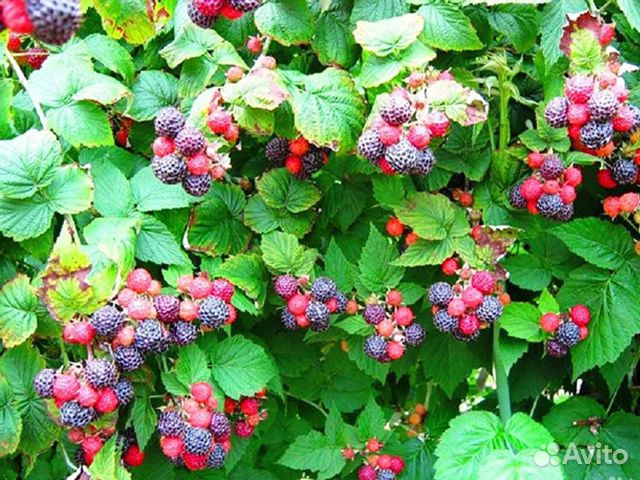 Саженцы малины