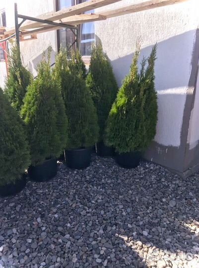 Туя Смарагд