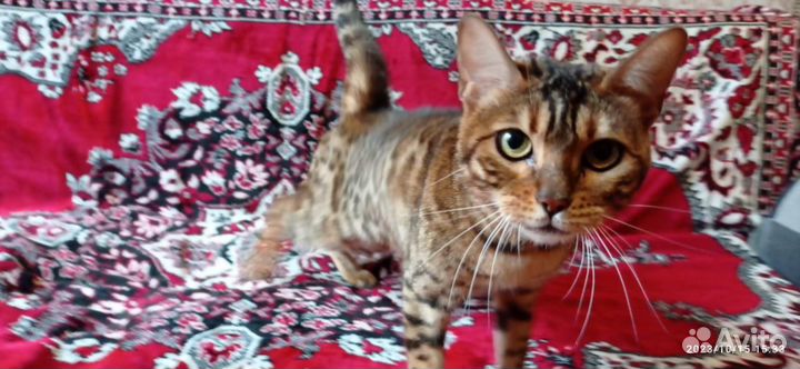 Отдам в добрые руки