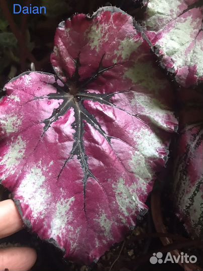 Бегония королевская