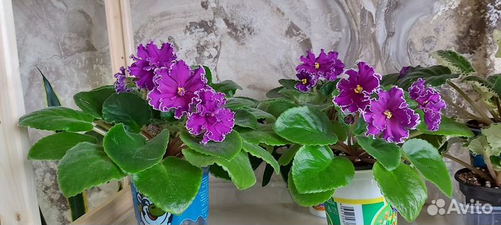 Фиалки сортовые цветущие