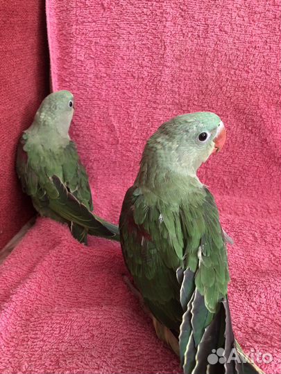 Птенцы Выкормыши Александрийского попугая