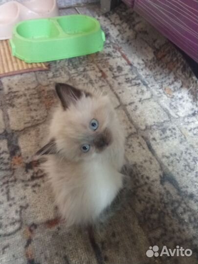 Отдам котят