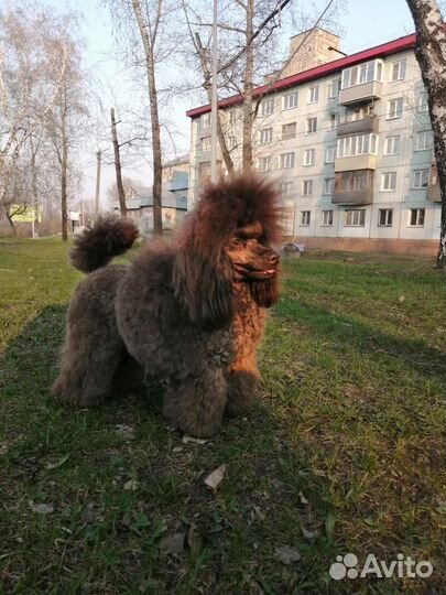 Той-пудель вязка