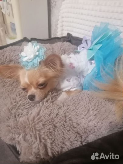 Маленькая собака чихуахуа