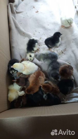 Цыплята и доминанты по заказ, подрошеные