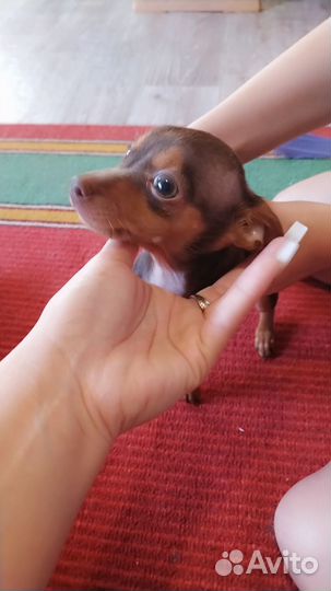 Мини той-терьер