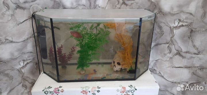 Аквариум