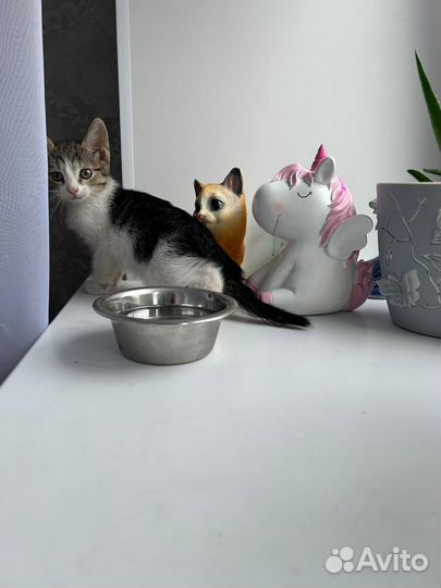 Котенок мальчик 1 месяц