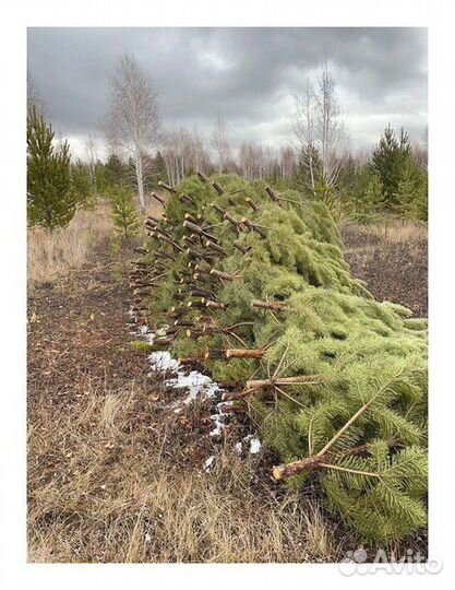 Сосна Новогодняя