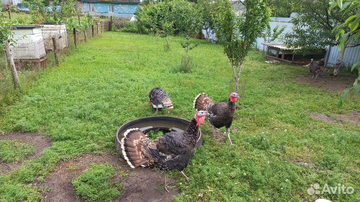 Индюки домашние