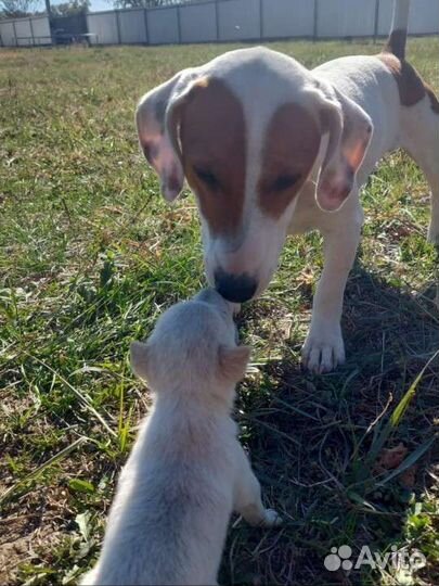 Щенки бесплатно смесь джек рассела и дворняги