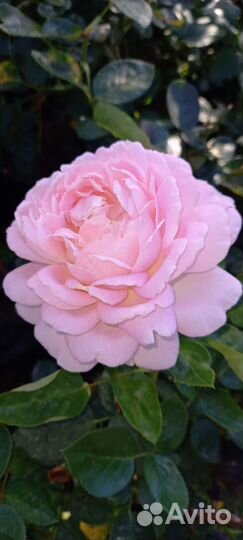 Саженцы роз