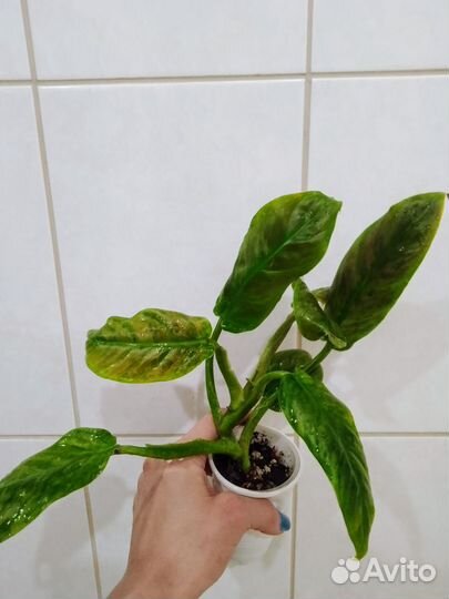 Сингониум Chiapense и др