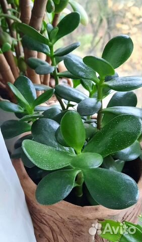 Лес из крассул