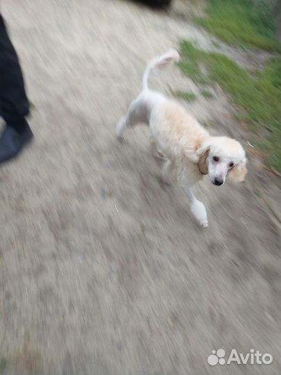 Карликовый пудель