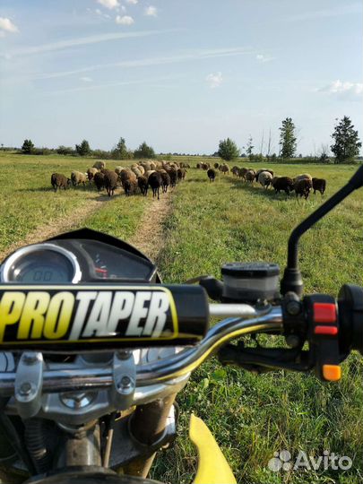 Овцы, бараны