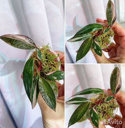 Филодендрон розовая принцесса марбл