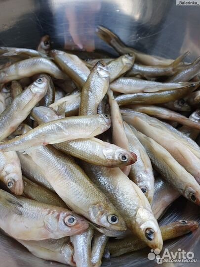 Корюшка свежемороженая морская мурманская