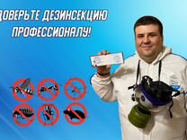 Уничтожение клопов тараканов муравьев клещей блох