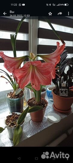 Гиппеаструм