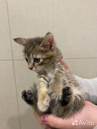 Котенок девочка