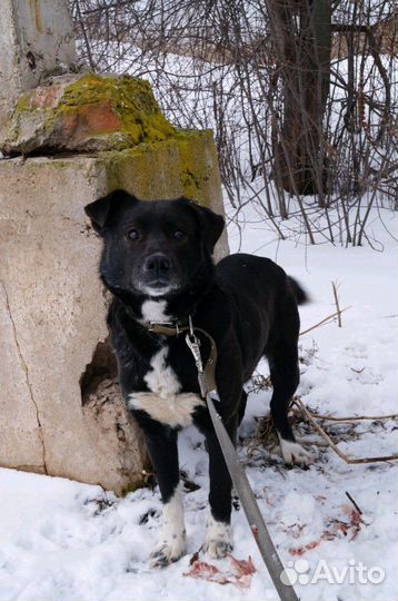 Дружелюбный песик в добрые руки