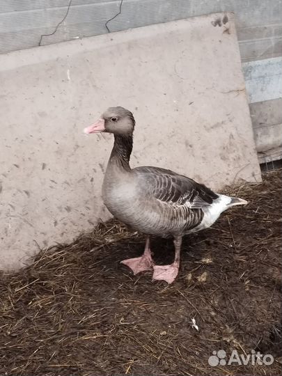 Гусь подсадной для охоты