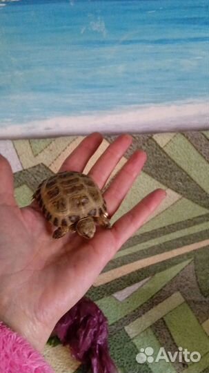 Черепаха