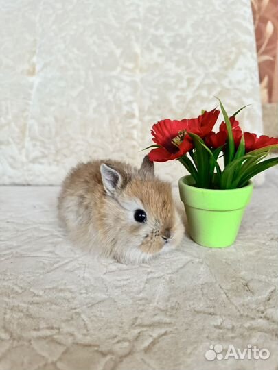 Декоративные кролики