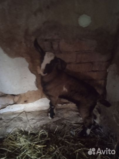 Коза дойная