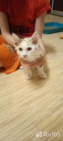 Котенок ищет дом
