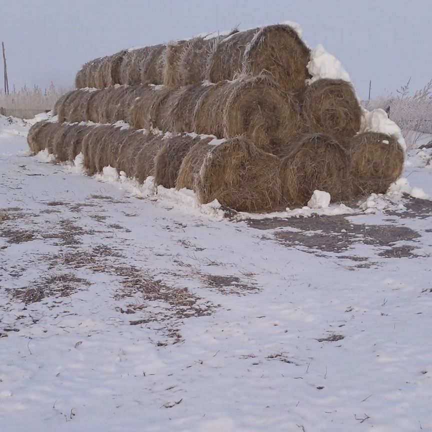 Продам сено в рулонах