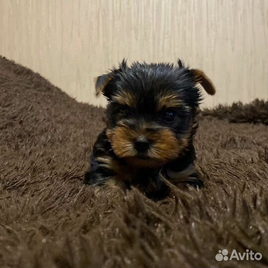 Йоркширский терьер